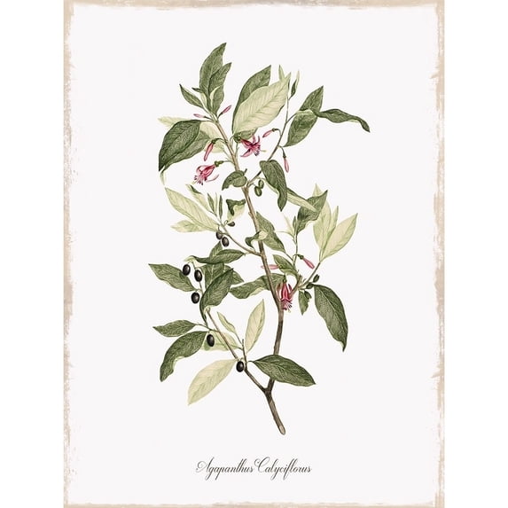 Botanical Poster Print by Kelly Donovan