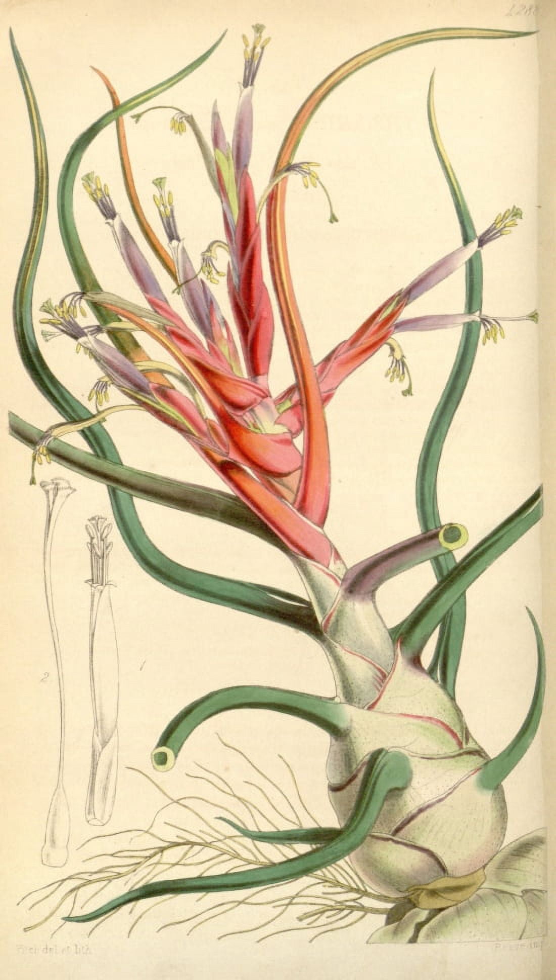 Botanical Print Of A Flowering Bulb With Red And Purple Flowers Canvas Art -  (24 x 36)
