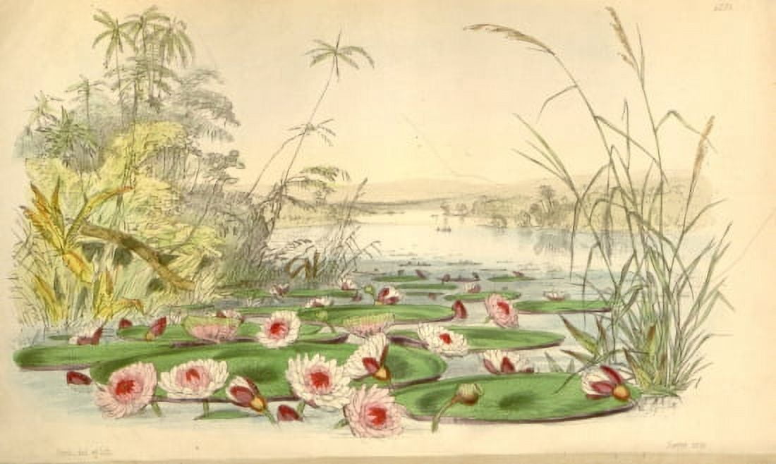 Botanical Print Of A Lake Scene Canvas Art - (24 x 36)