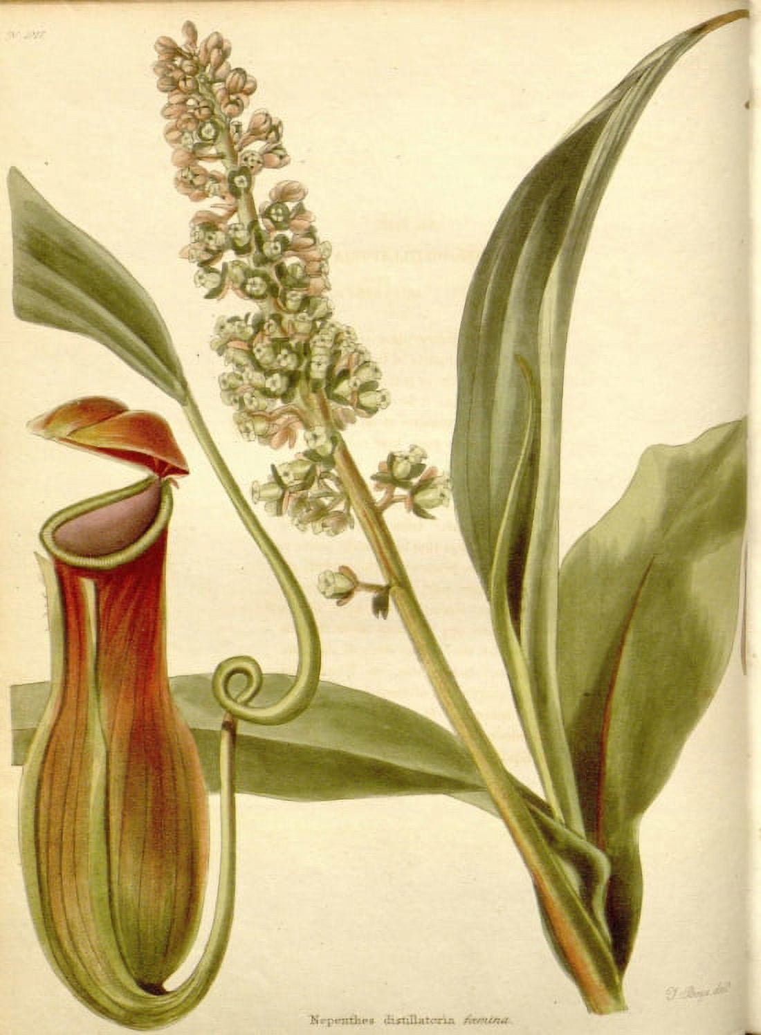Botanical Print Of A Pitcher Plant Canvas Art - (18 x 24)