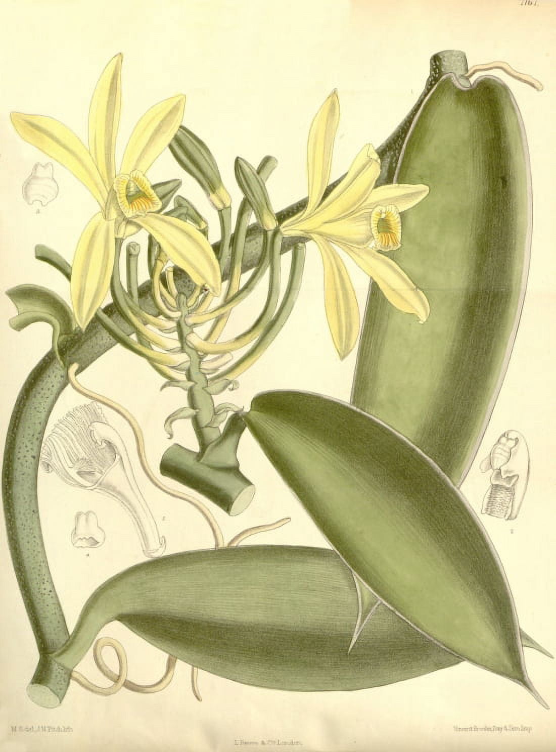 Botanical Print Of A Vanilla Flower Canvas Art - (24 x 36)