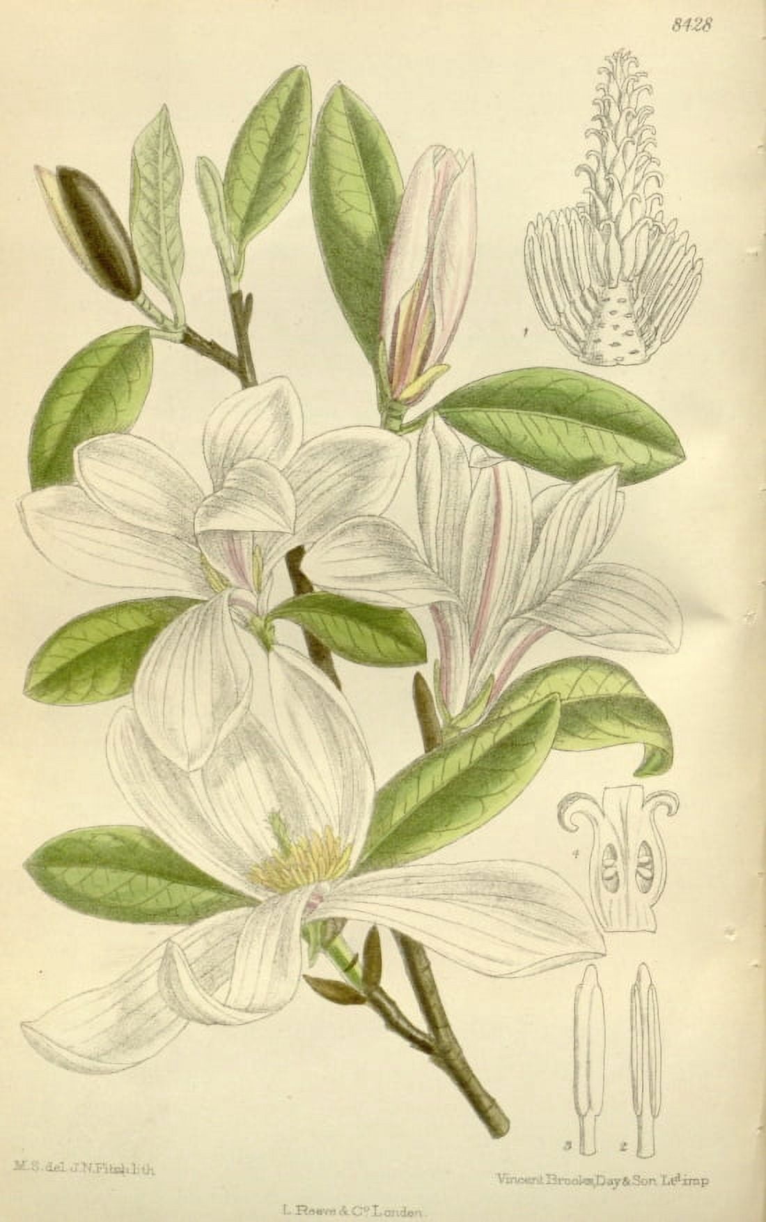 Botanical Print Of A White Magnolia Canvas Art -  (24 x 36)