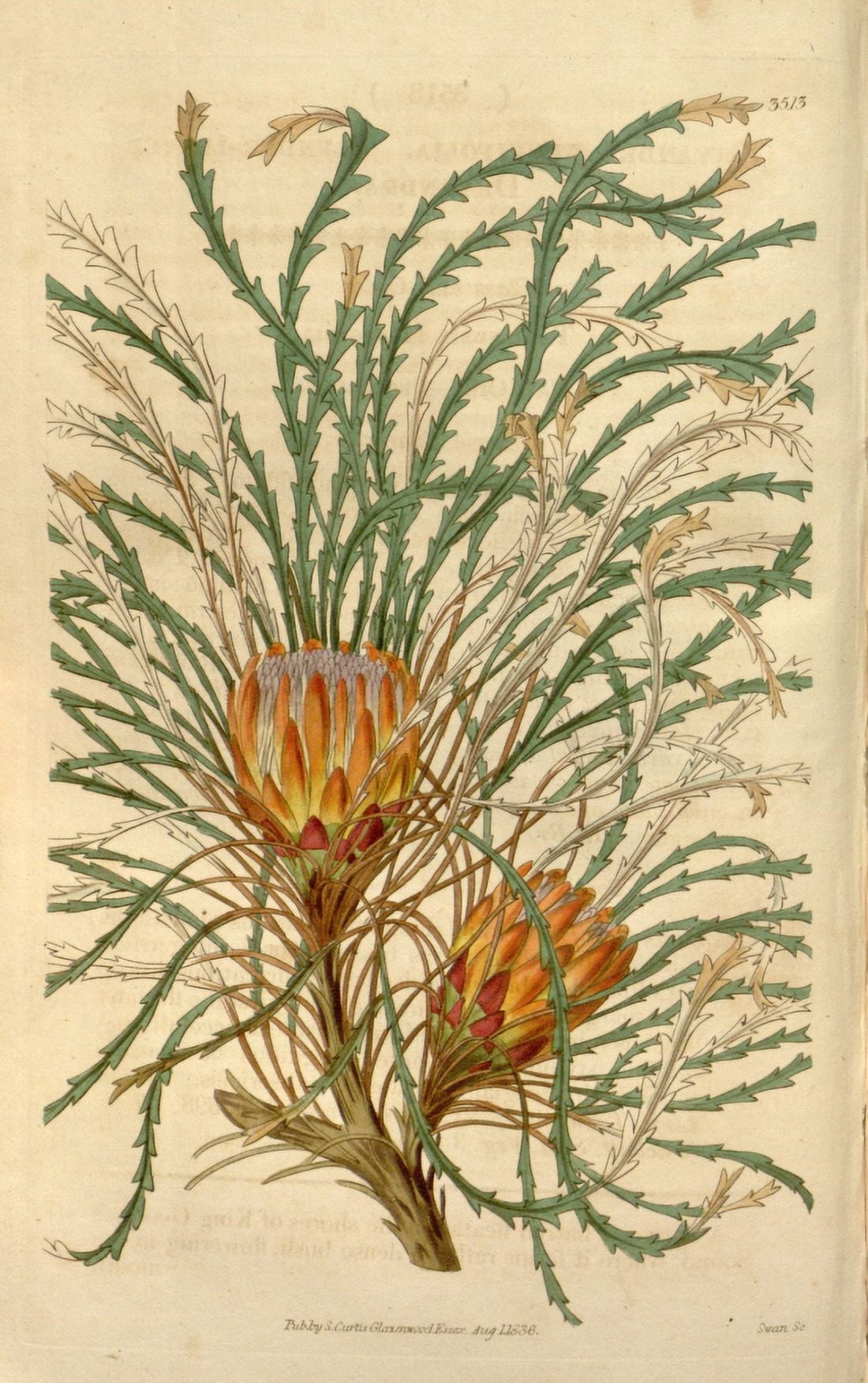 Botanical Print Of A Yellow-orange Dryandra Canvas Art -  (24 x 36)