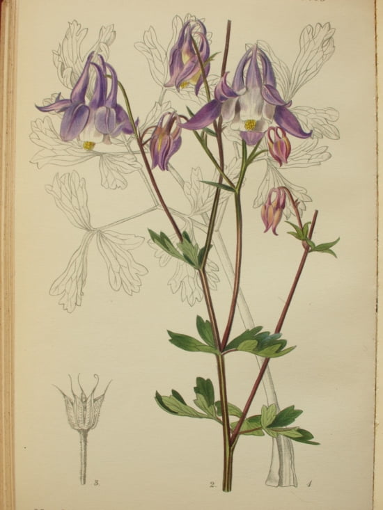 Botanical Print Of Aquilegia Nikolicii Canvas Art - (18 x 24)
