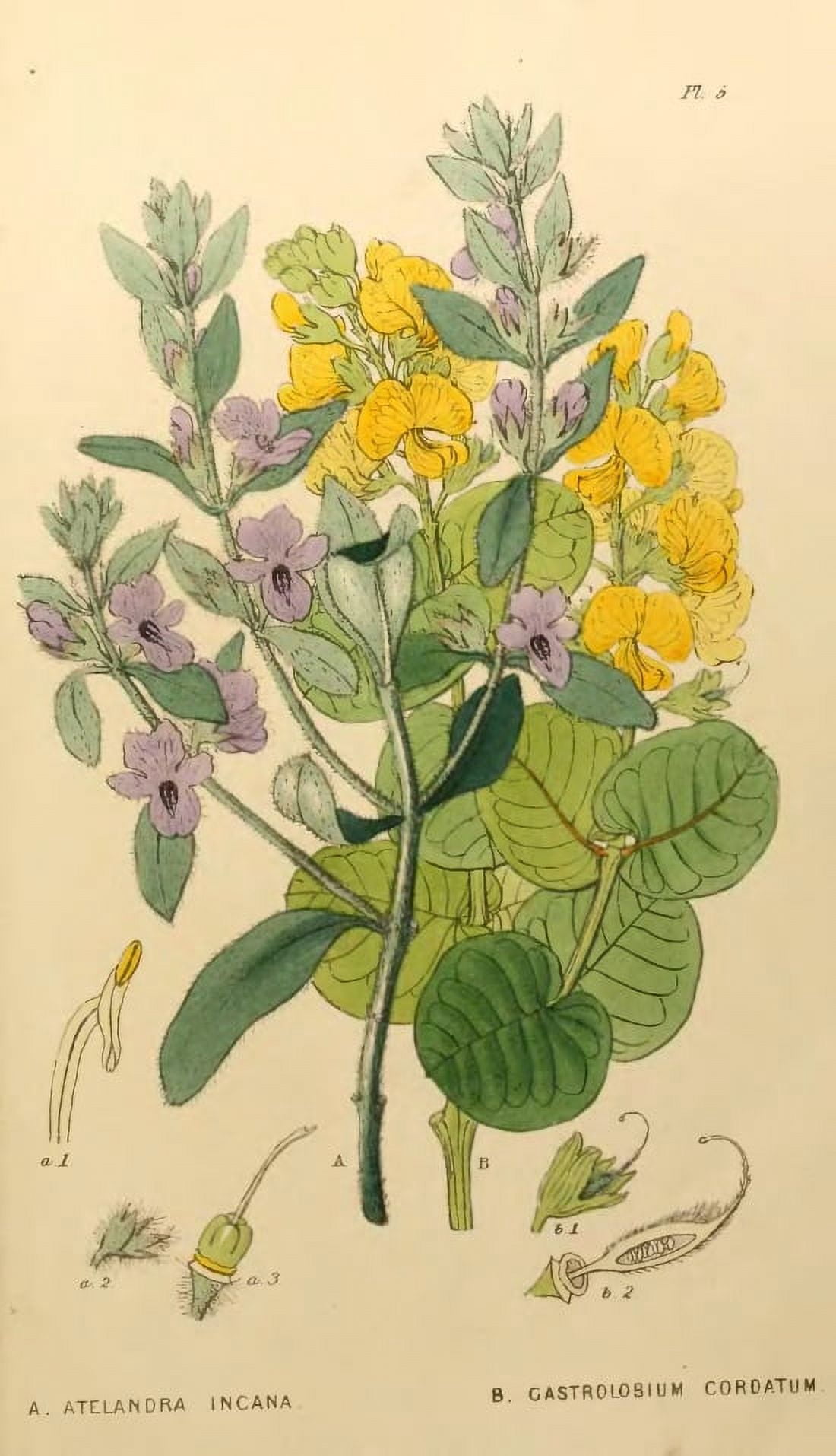 Botanical Print Of Atelandra Incana Canvas Art -  (18 x 24)