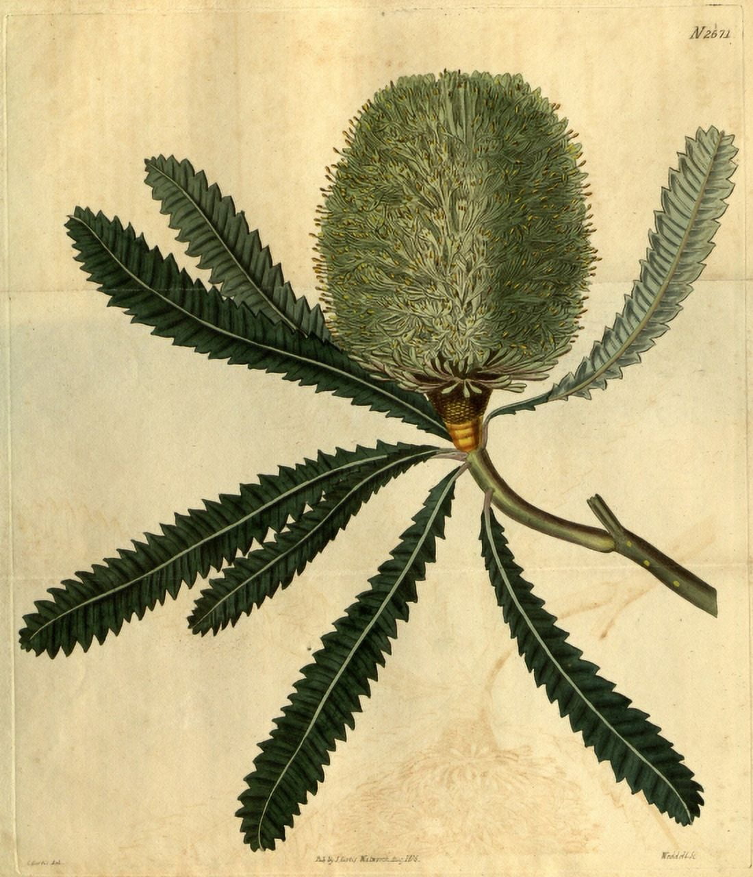 Botanical Print Of Banksia ’æmula Canvas Art - (18 x 24)