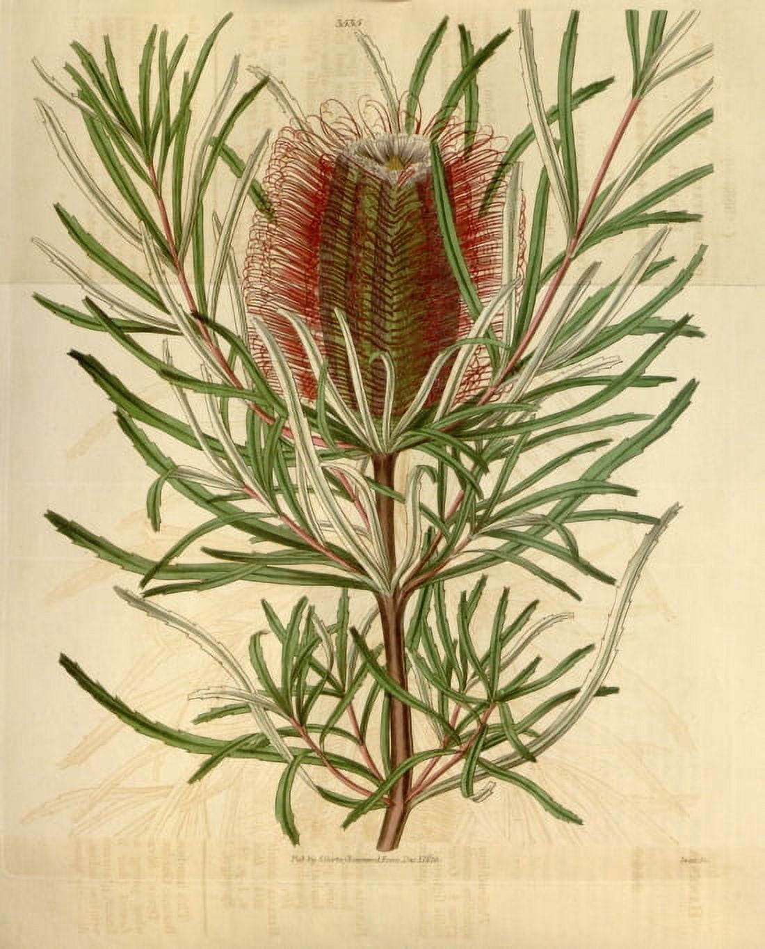 Botanical Print Of Banksia Occidentalis Canvas Art -  (18 x 24)