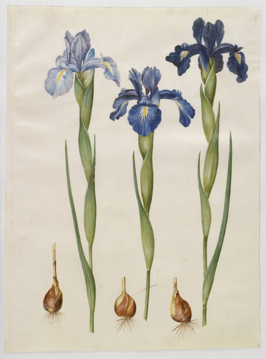 Botanical Print Of Blue Iris Canvas Art - (18 x 24)