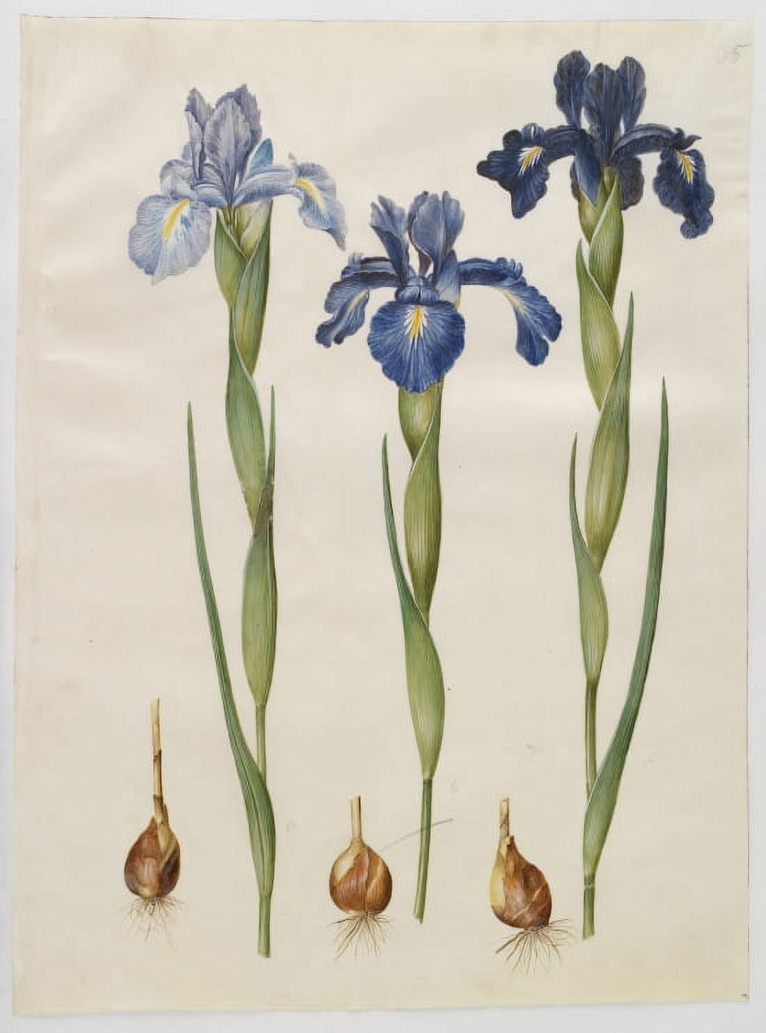 Botanical Print Of Blue Iris Canvas Art - (24 x 36)