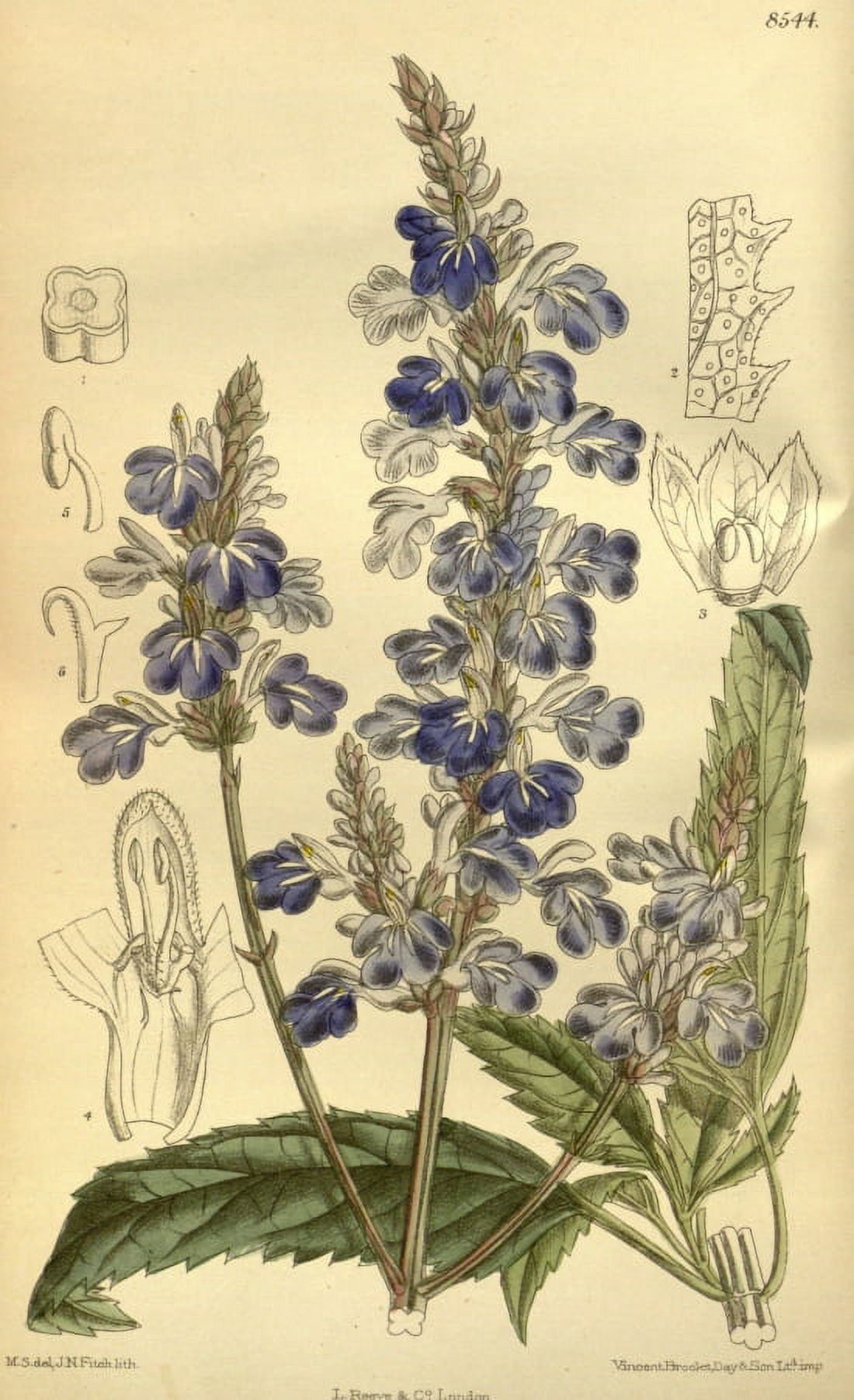 Botanical Print Of Blue Salvia Canvas Art -  (24 x 36)