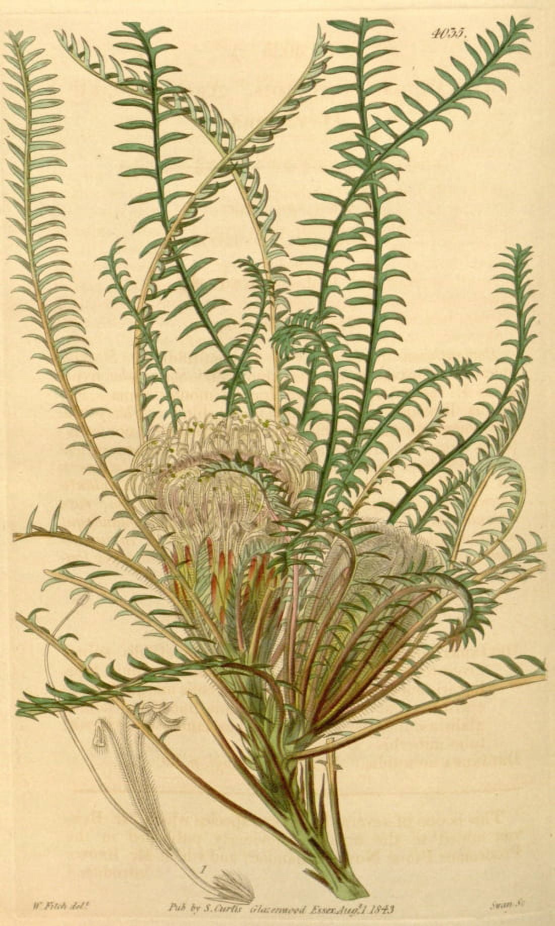 Botanical Print Of Dryandra Arctotidis Canvas Art - (36 x 54)