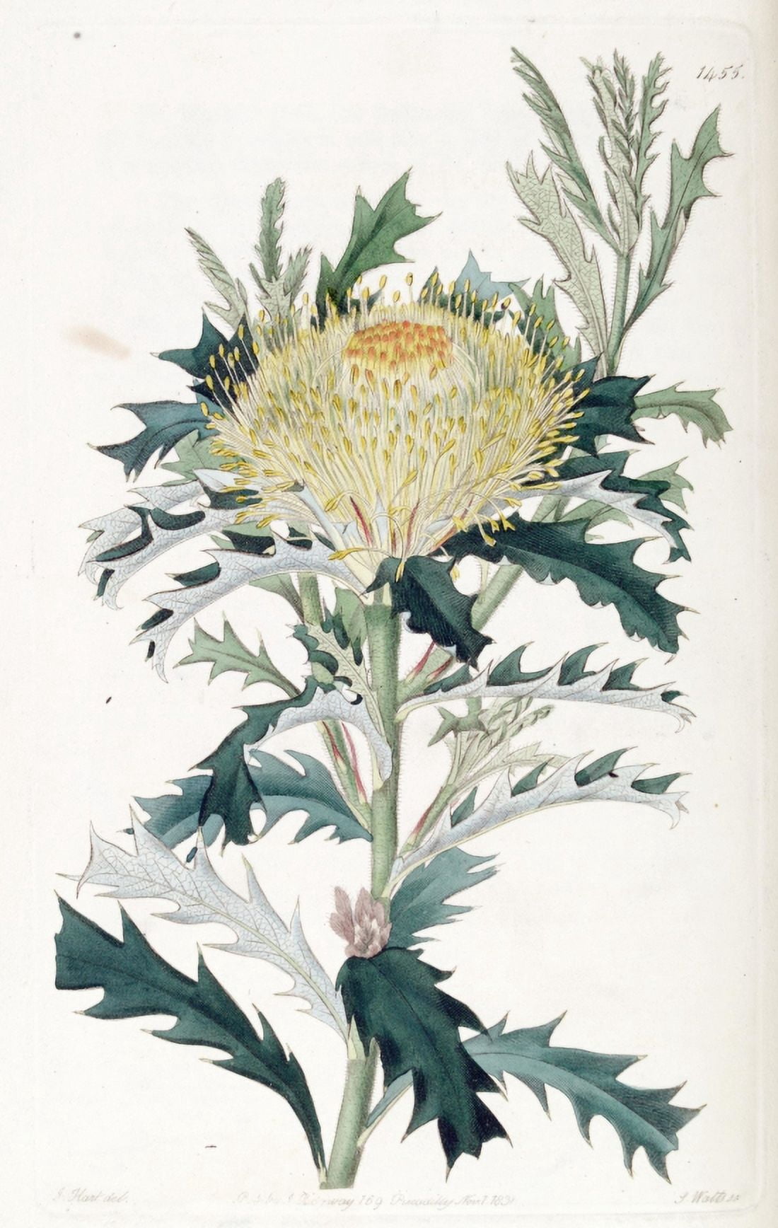 Botanical Print Of Dryandra Falcata Canvas Art - (24 x 36)