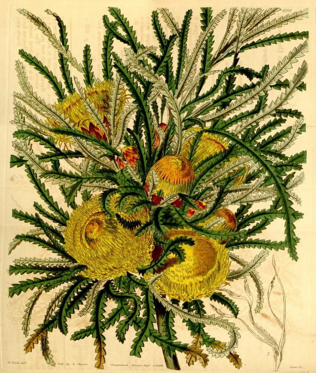 Botanical Print Of Dryandra Formosa Canvas Art - (18 x 24)