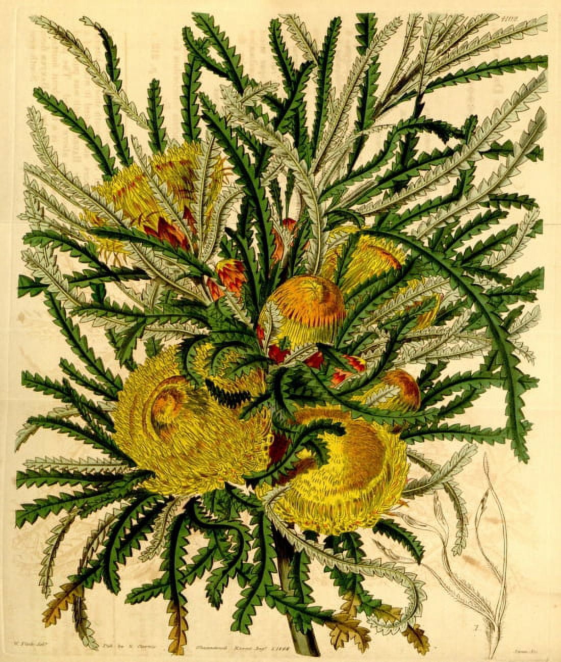 Botanical Print Of Dryandra Formosa Canvas Art -  (36 x 54)