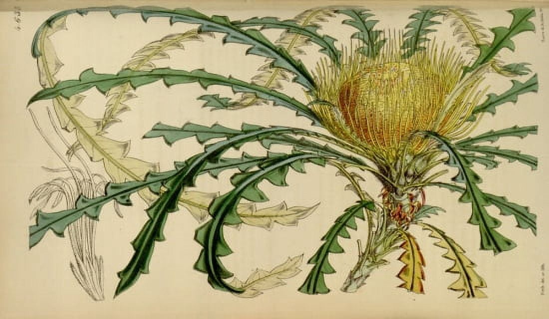 Botanical Print Of Golden Dryandra Canvas Art -  (36 x 54)