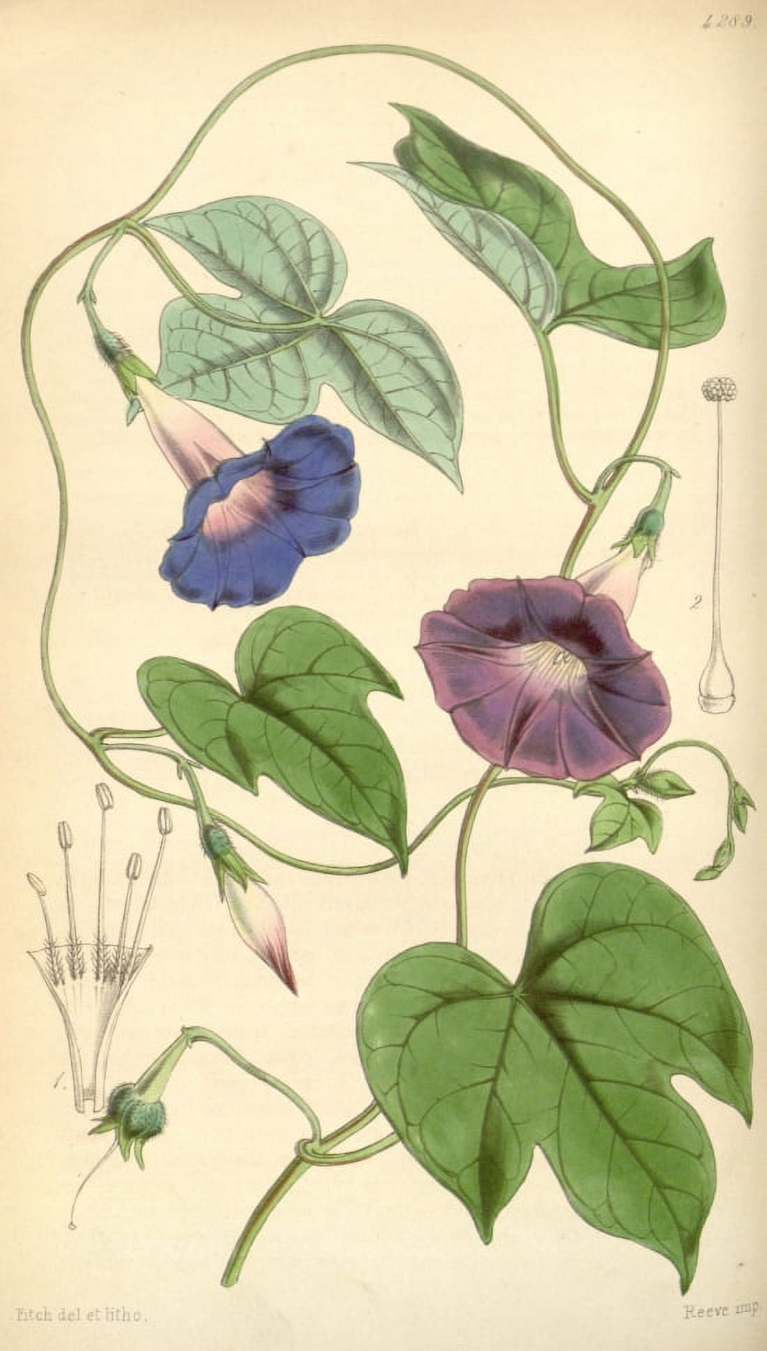 Botanical Print Of Pharbitis Cathartica Canvas Art -  (18 x 24)
