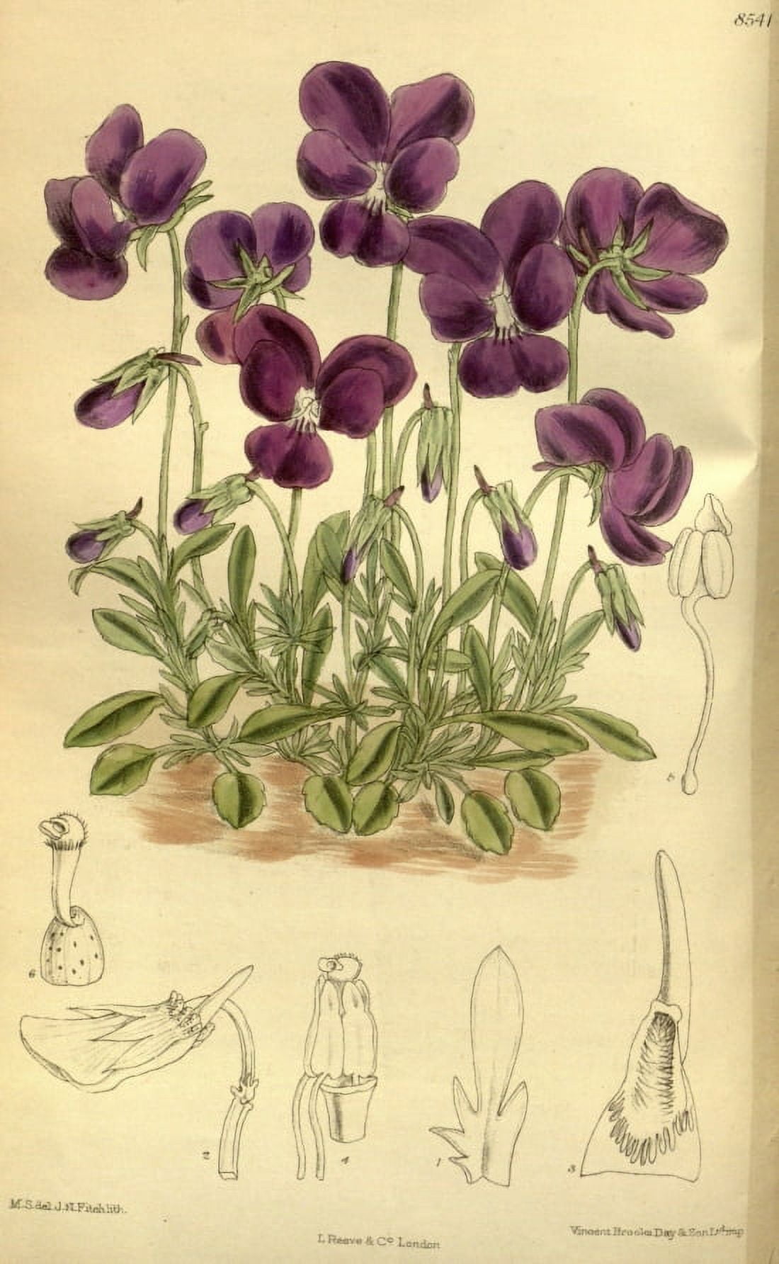 Botanical Print Of Purple Pansies Canvas Art - (24 x 36)