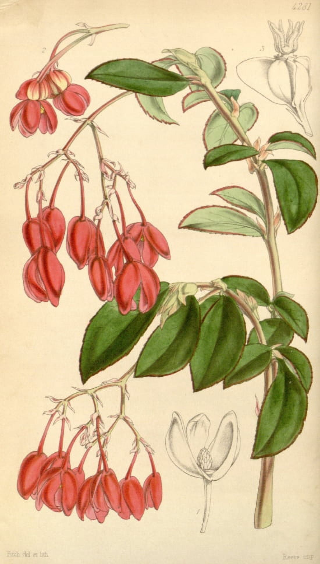 Botanical Print Of Red Flowers 1847 This Is A Plate From Curtiss Botanical Ma Canvas Art - (24 x 36)