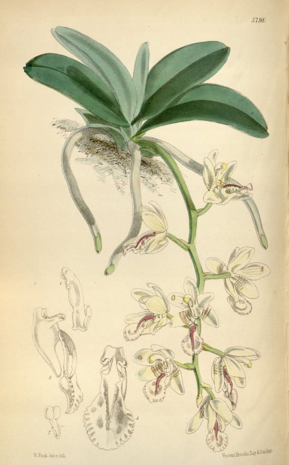 Botanical Print Of The Leaf And Flower Of The Japonica Canvas Art -  (24 x 36)
