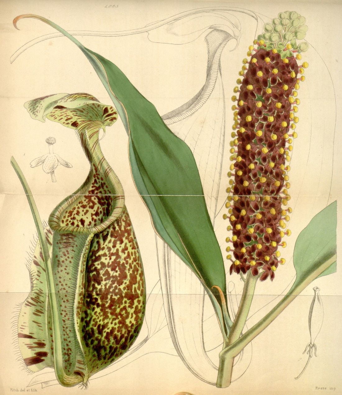 Botanical Print Of Unidentified Pitcher Plant Canvas Art - (18 x 24)