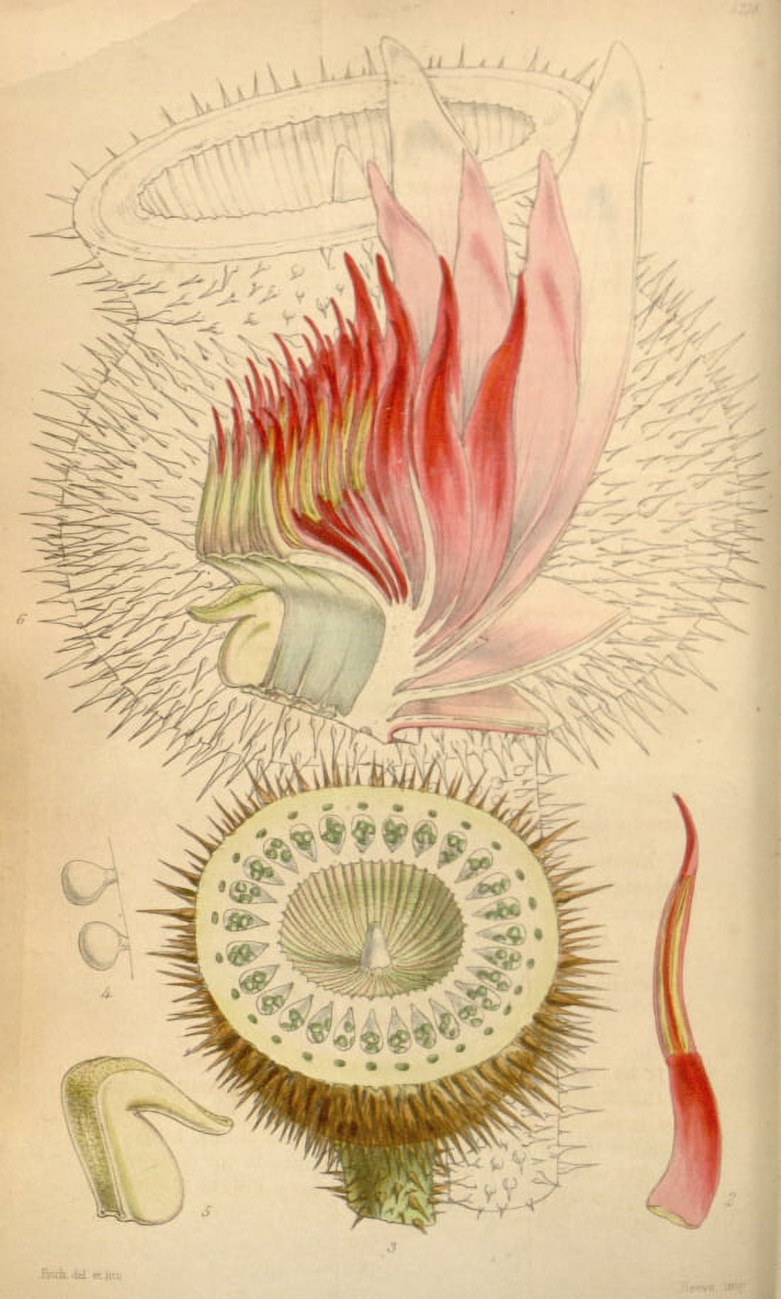 Botanical Print Showing Internal Structure Canvas Art - (18 x 24)