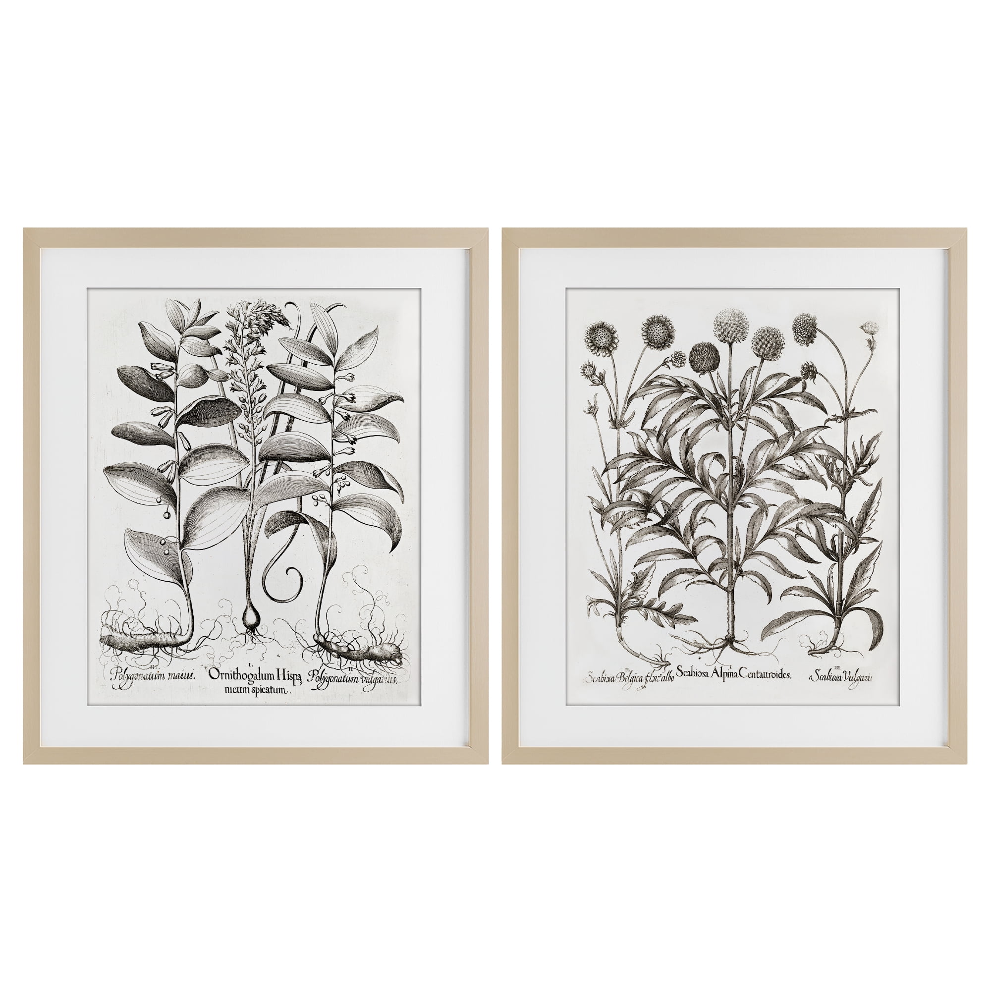 Botanical Root & Plant Studies 2 Piece Birch Framed Print Under Glass Set, design by Lettered and Lined