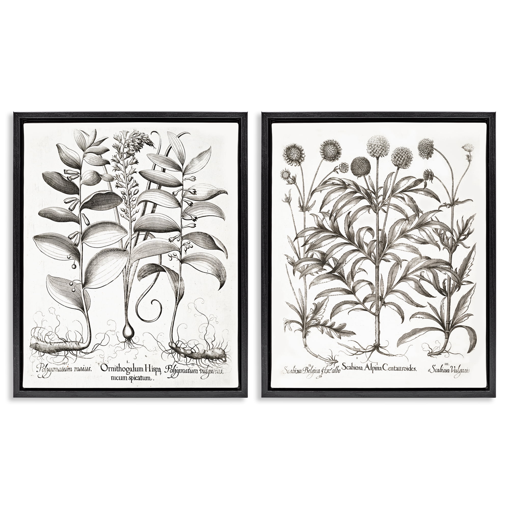 Botanical Root & Plant Studies 2 Piece Black Framed Floater Canvas Set, design by Lettered and Lined
