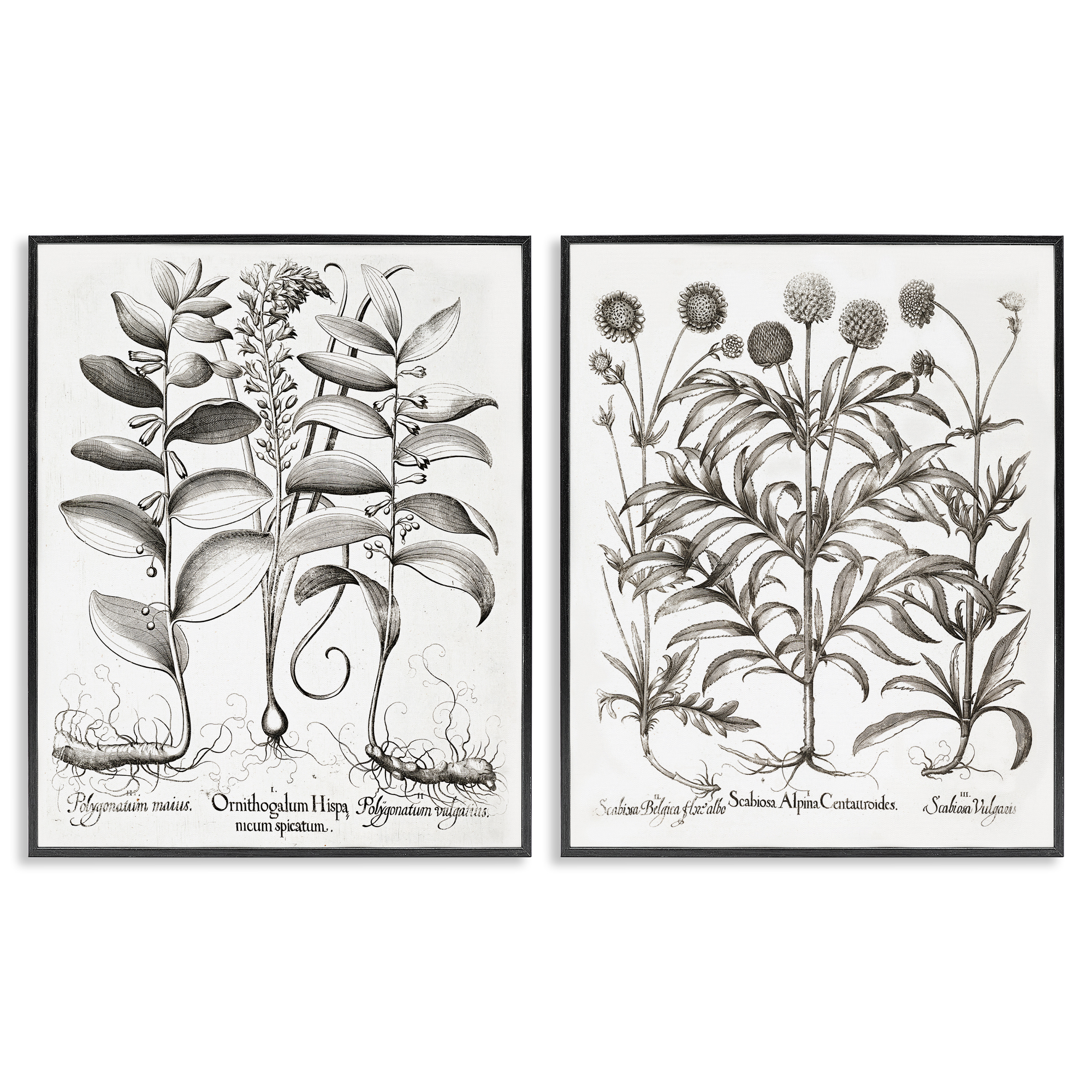 Botanical Root & Plant Studies 2 Piece Black Framed Giclee Art Set, design by Lettered and Lined