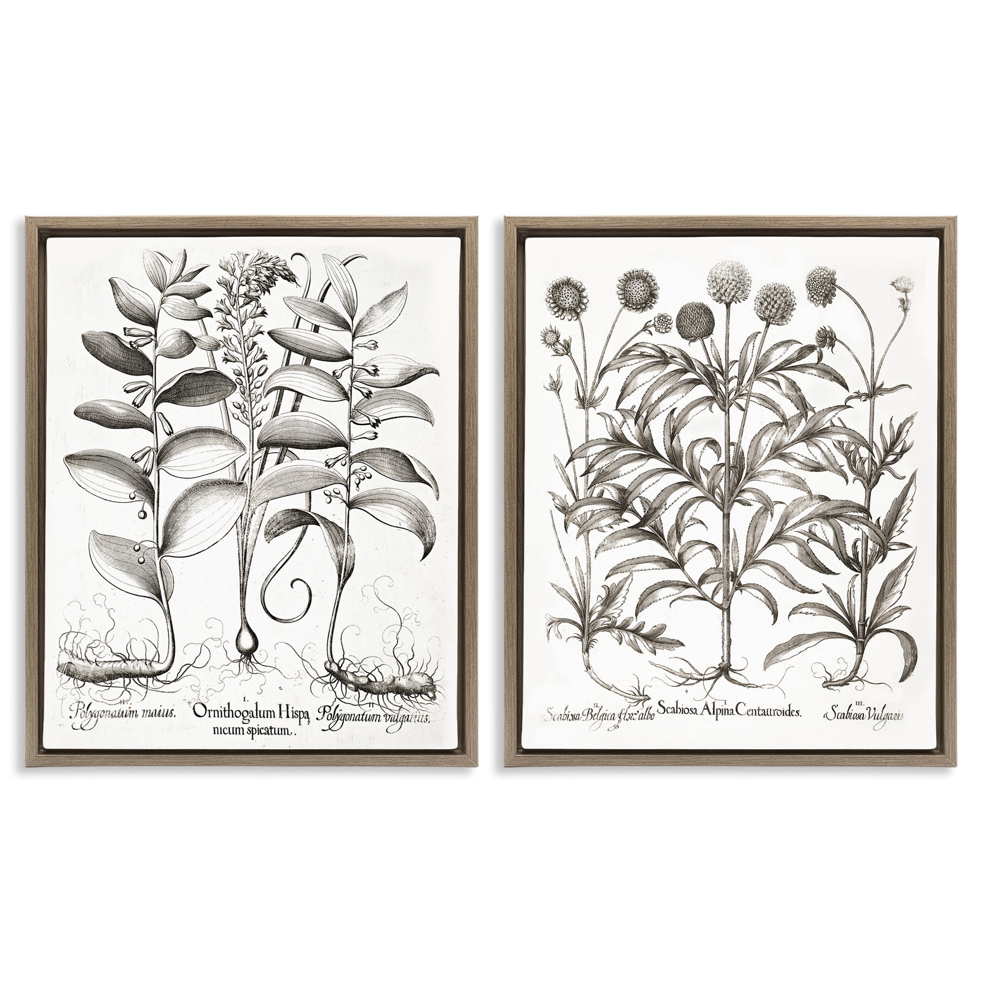 Botanical Root & Plant Studies 2 Piece Brown Framed Floater Canvas Set, design by Lettered and Lined