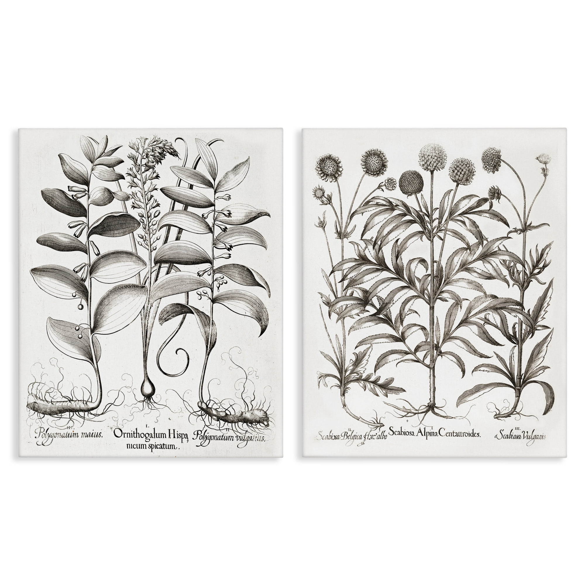 Botanical Root & Plant Studies 2 Piece Canvas Wall Art Set, design by Lettered and Lined