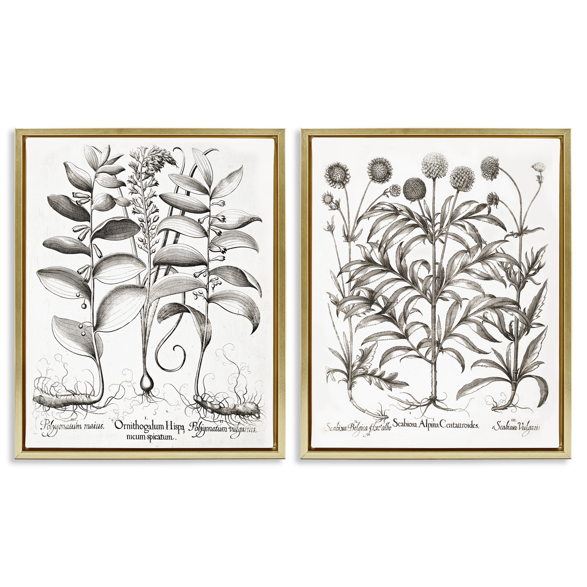 Botanical Root & Plant Studies 2 Piece Gold Framed Floater Canvas Set, design by Lettered and Lined