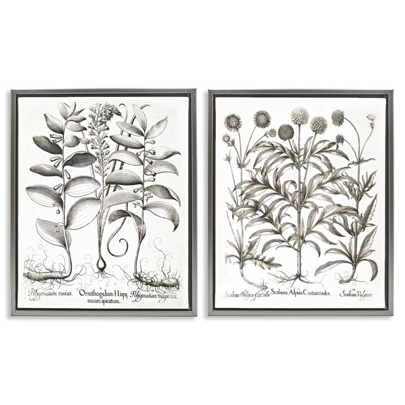 Botanical Root & Plant Studies 2 Piece Gray Framed Floater Canvas Set, design by Lettered and Lined