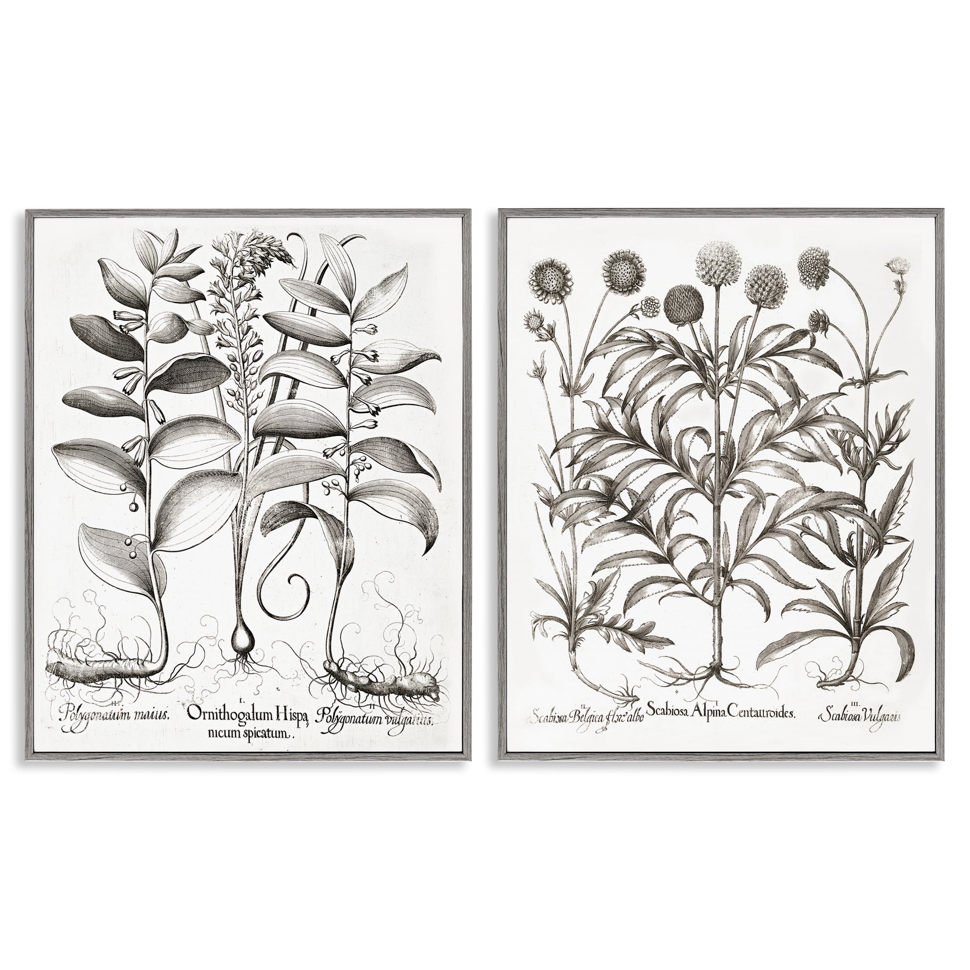 Botanical Root & Plant Studies 2 Piece Gray Framed Giclee Art Set, design by Lettered and Lined