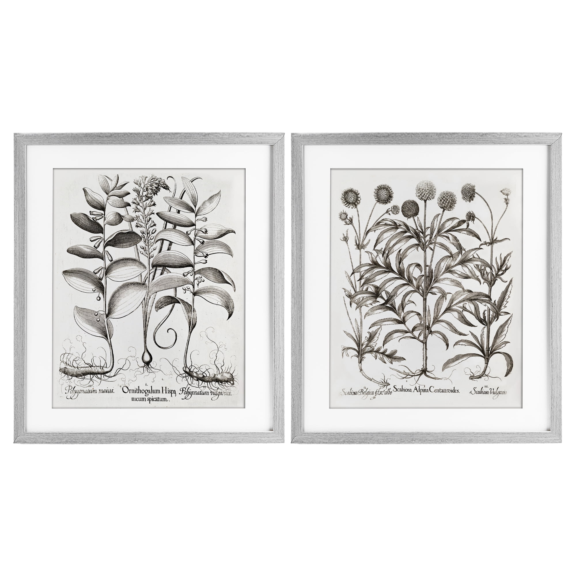 Botanical Root & Plant Studies 2 Piece Gray Framed Print Under Glass Set, design by Lettered and Lined