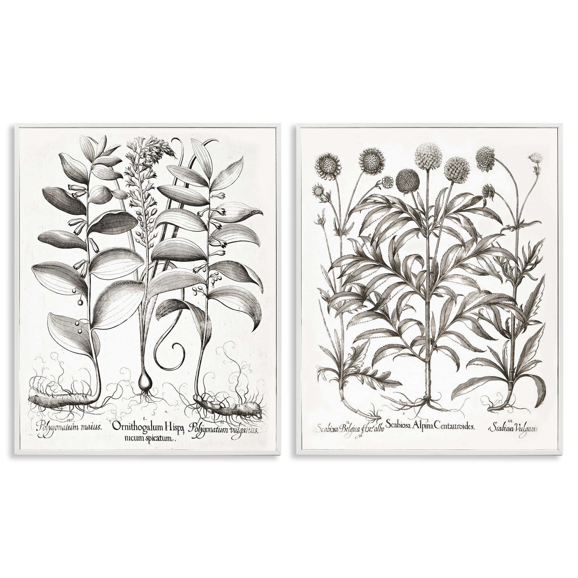Botanical Root & Plant Studies 2 Piece White Framed Giclee Art Set, design by Lettered and Lined
