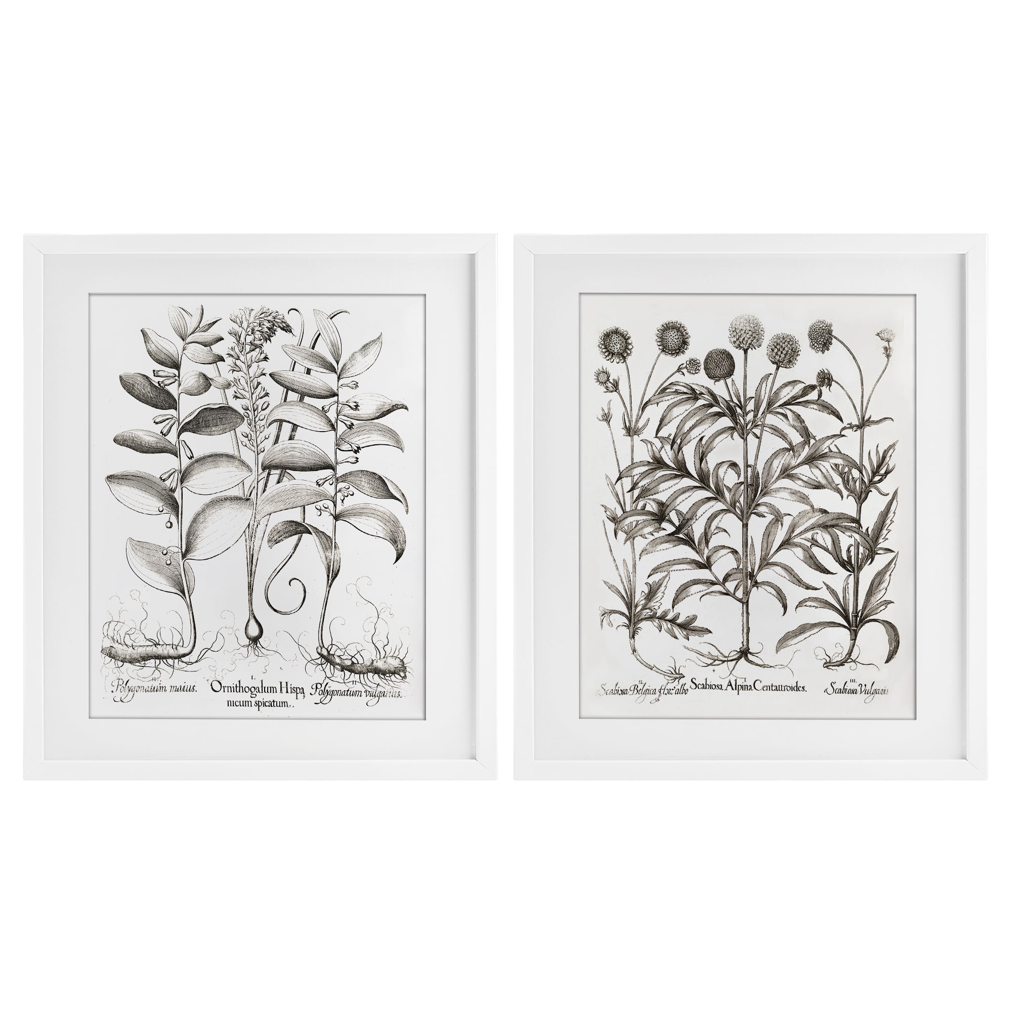 Botanical Root & Plant Studies 2 Piece White Framed Print Under Glass Set, design by Lettered and Lined