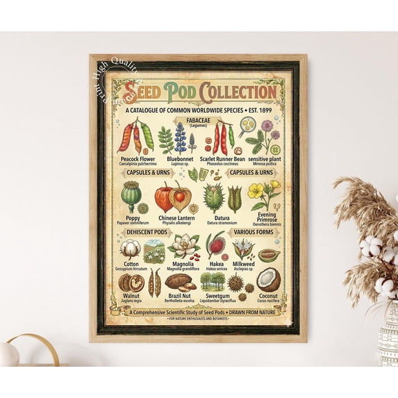 Botanical Seed Pod Seed Pod Identification Art Poster , Poster Print ...