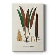 Botanical Society Ferns I Premium Gallery Wrapped Canvas - Ready to Hang
