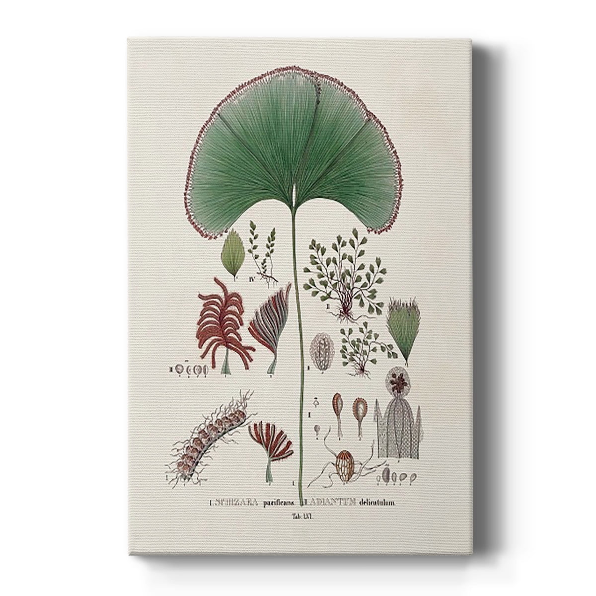 Botanical Society Ferns III Premium Gallery Wrapped Canvas - Ready to Hang