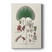 Botanical Society Ferns III Premium Gallery Wrapped Canvas - Ready to Hang