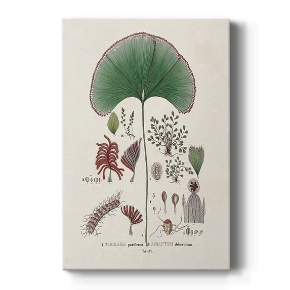 Botanical Society Ferns III Premium Gallery Wrapped Canvas - Ready to Hang