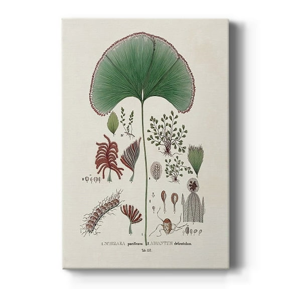 Botanical Society Ferns III Premium Gallery Wrapped Canvas - Ready to Hang