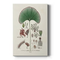 Botanical Society Ferns III Premium Gallery Wrapped Canvas - Ready to Hang