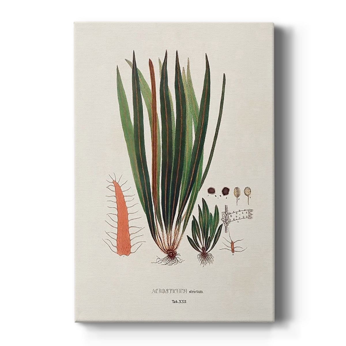 Botanical Ferns Illustration Premium Gallery Wrapped Canvas