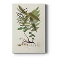thumbnail image 1 of Botanical Society Ferns VI Premium Gallery Wrapped Canvas - Ready to Hang, 1 of 9
