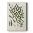 thumbnail image 1 of Botanical Society Ferns X Premium Gallery Wrapped Canvas - Ready to Hang, 1 of 9