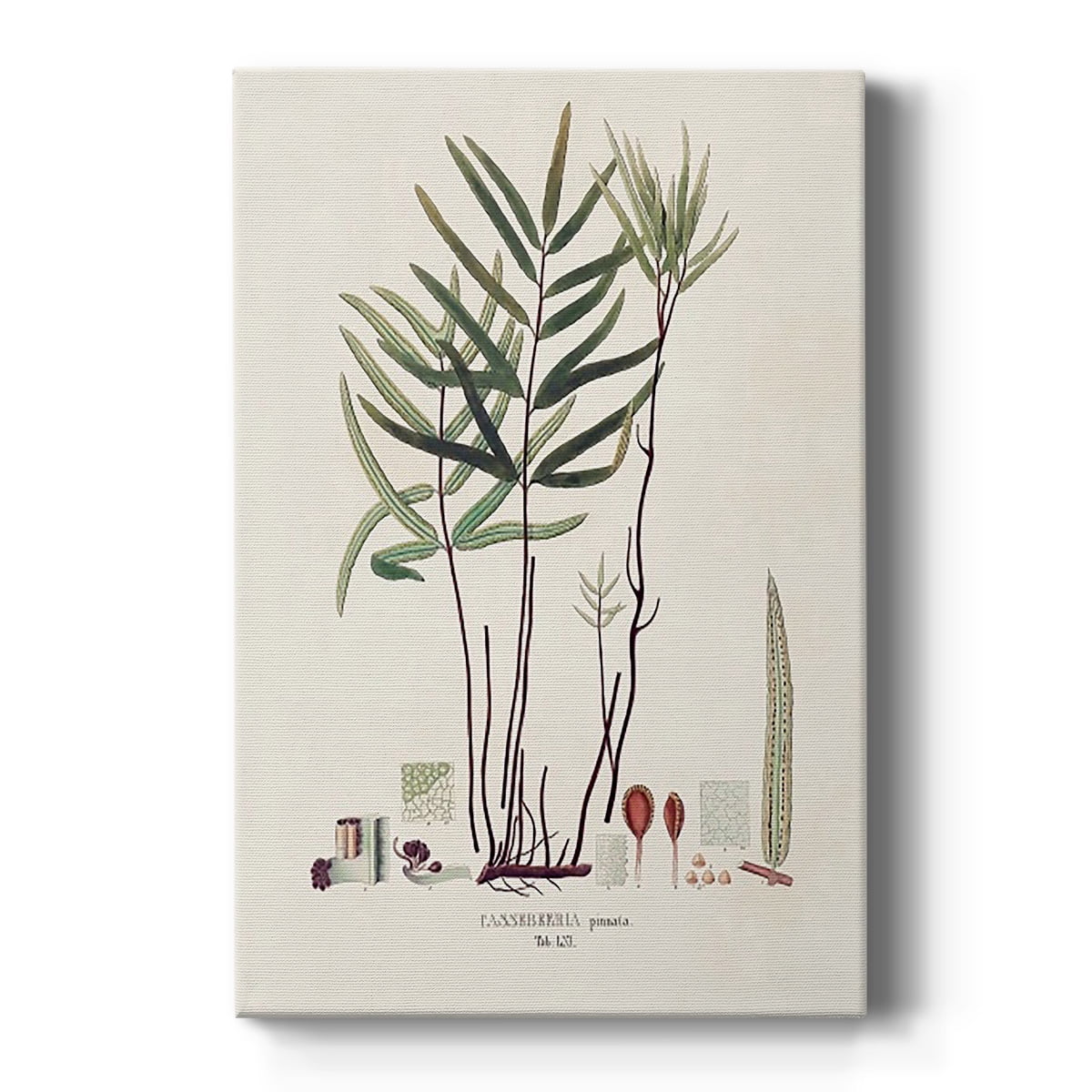 Botanical Society Ferns XI Premium Gallery Wrapped Canvas - Ready to Hang