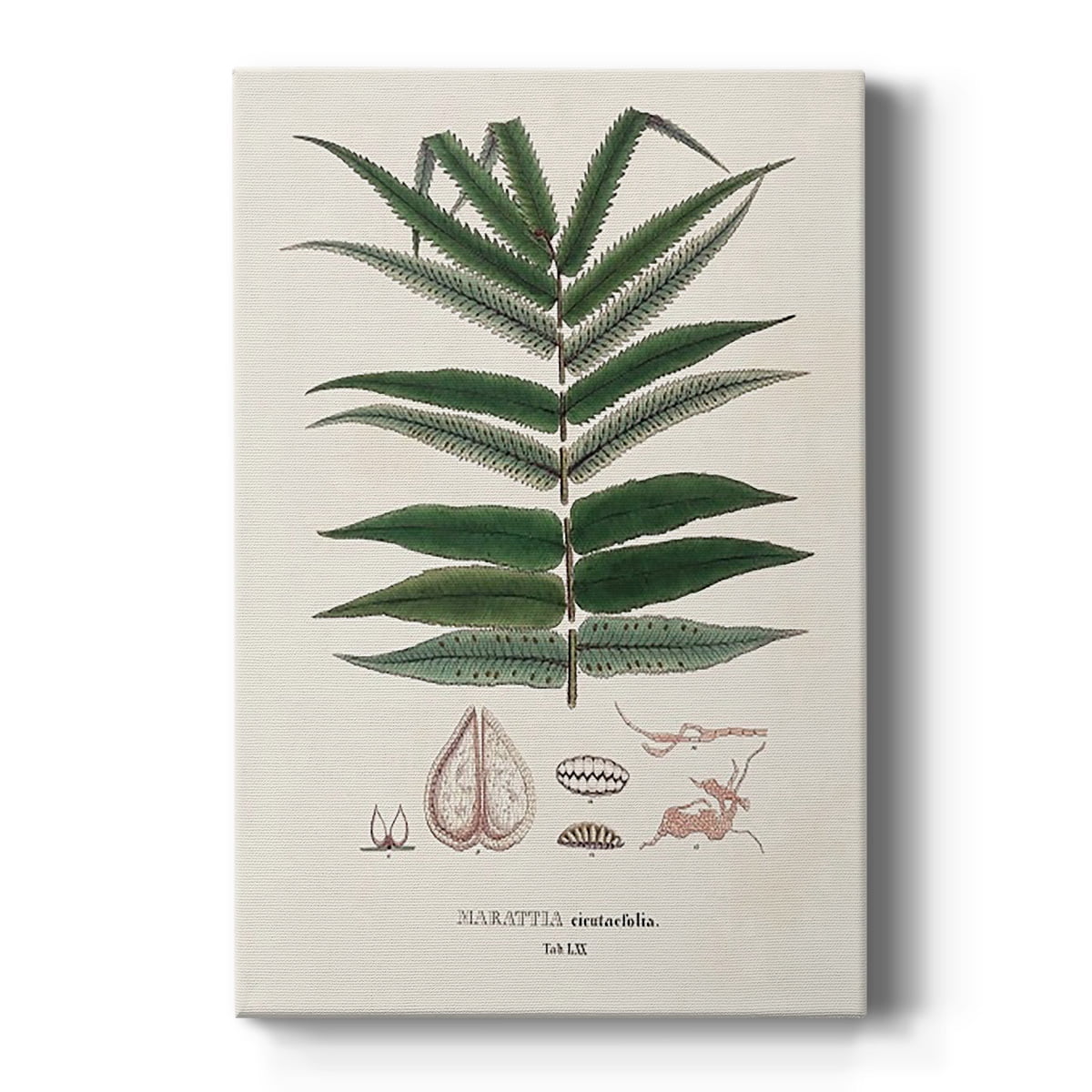 Botanical Society Ferns XII Premium Gallery Wrapped Canvas - Ready to Hang