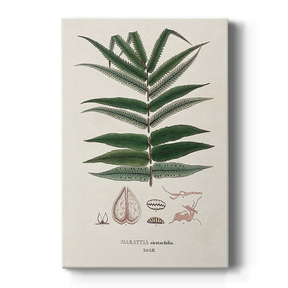 Botanical Society Ferns XII Premium Gallery Wrapped Canvas - Ready to Hang