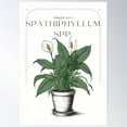 thumbnail image 1 of Botanical Spathiphyllum Peace Lily In Pot Rustic Sketch By Callisc Arts Â­Â­Â­Â­Â­ Poster Wall Art, Modern Wall Decor For Living Room Bedroom, 16x24 UNFRAMED, 1 of 3